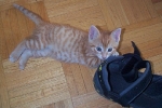 ginger03