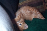 ginger04