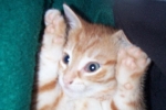 ginger05