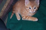ginger06