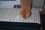 ginger12