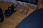 ginger13