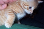 ginger14
