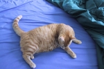 ginger20